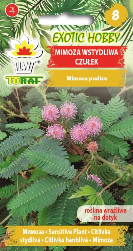 Toraf Mimoza Wstydliwa Czułek nasiona 2 sklep rajogrodnika